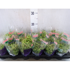 Senecio rowleyanus