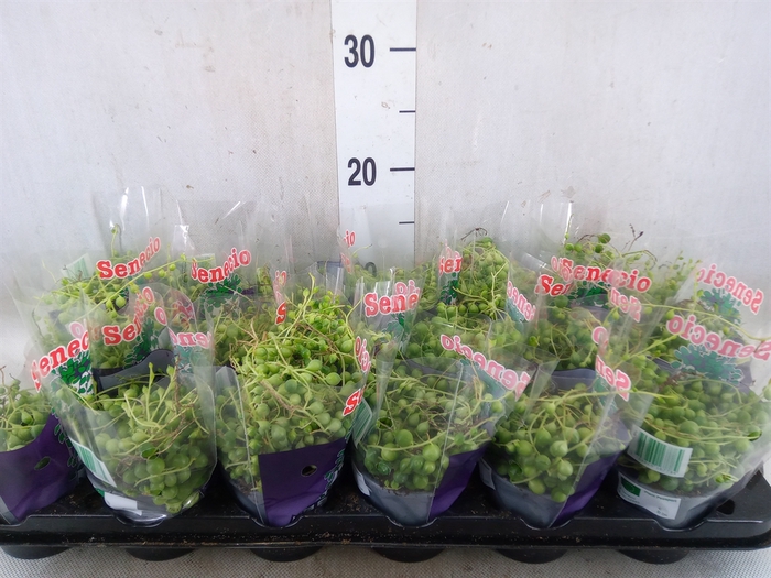 <h4>Senecio rowleyanus</h4>