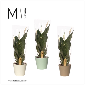 Mimesis Spathiphyllum Pico Cupido - 13 cm in Amanda