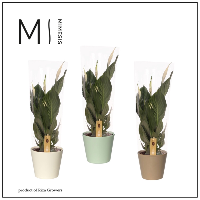 <h4>Mimesis Spathiphyllum Pico Cupido - 13 cm in Amanda</h4>
