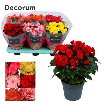 <h4>Begonia Du Gemengd</h4>