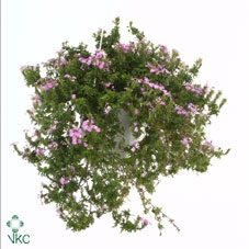 Verbena  'Lascar Light Pink'