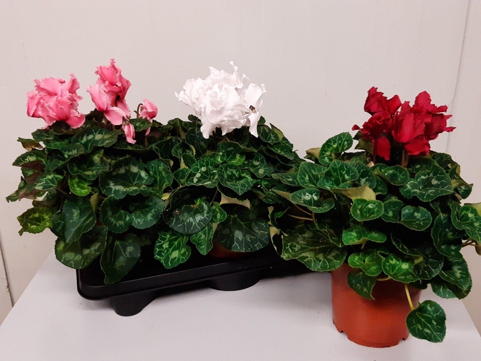 <h4>CYCL GR HAL CURLY</h4>