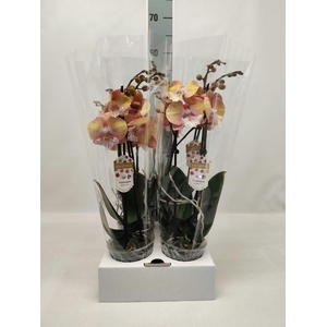 Phalaenopsis   ...orange
