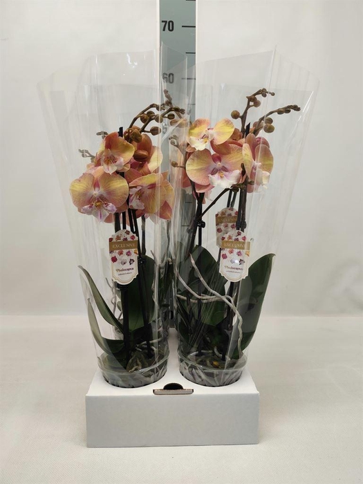 <h4>Phalaenopsis   ...orange</h4>