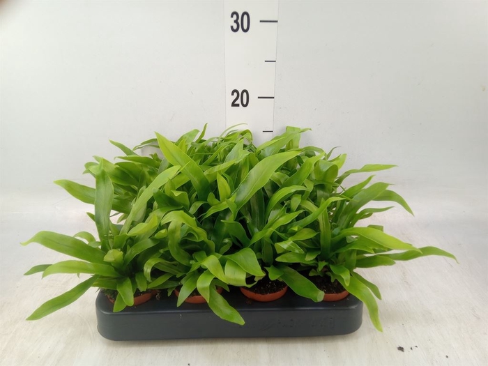 <h4>Asplenium antiquum</h4>