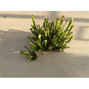 SARRACENIA RE FARNHA