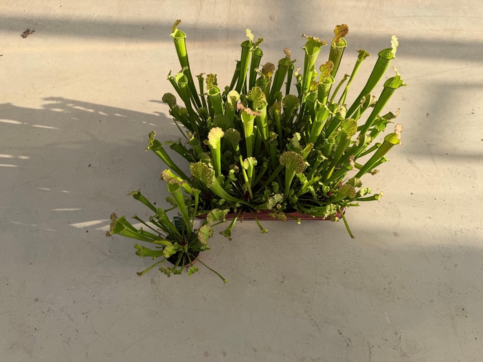 <h4>SARRACENIA RE FARNHA</h4>