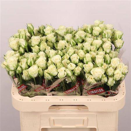 <h4>R Tr Snowflake</h4>