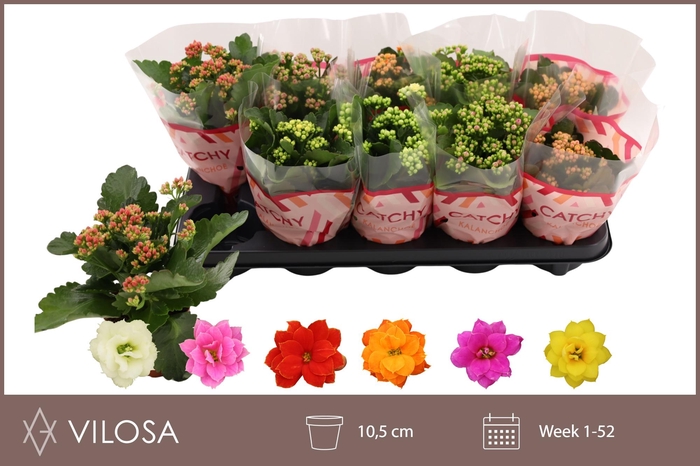 <h4>KAL GE GEM 6 KL</h4>