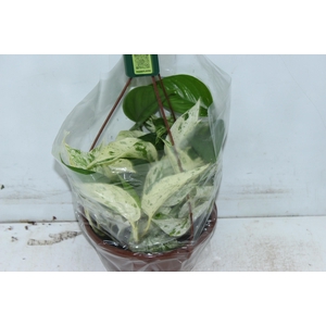 JIBOIA BRANCO PEND C21 PENDENTE