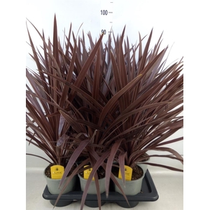 Cordyline austr. 'Red Star'