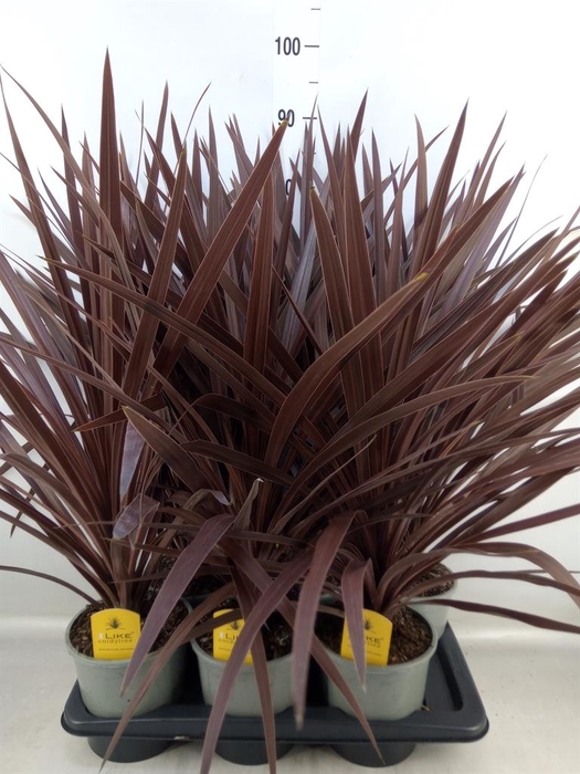 <h4>Cordyline austr. 'Red Star'</h4>