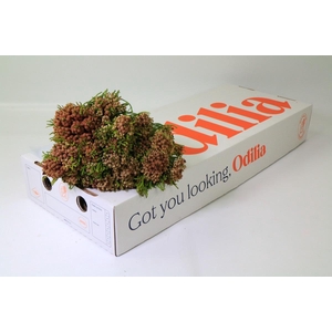 Cape Green Strawberry Berzelia