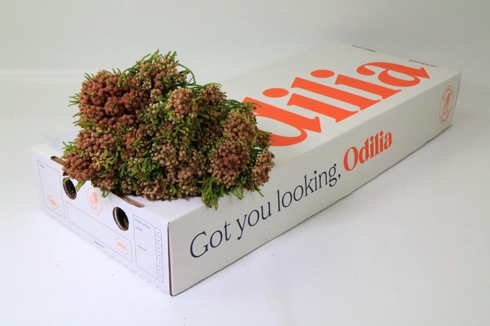 Cape Green Strawberry Berzelia