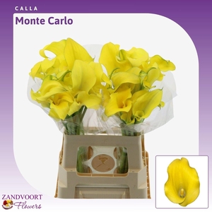 Calla Monte Carlo