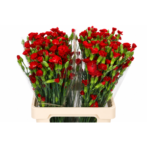 Dianthus Sp Symply Love