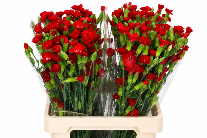 <h4>Dianthus Sp Symply Love</h4>