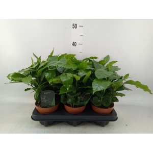 Coffea arabica