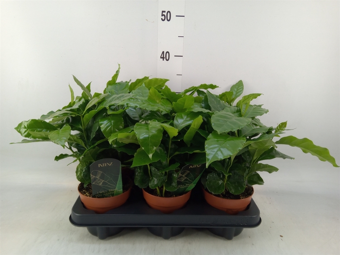 <h4>Coffea arabica</h4>