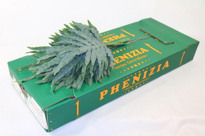 <h4>Phlebodium Blue Star</h4>