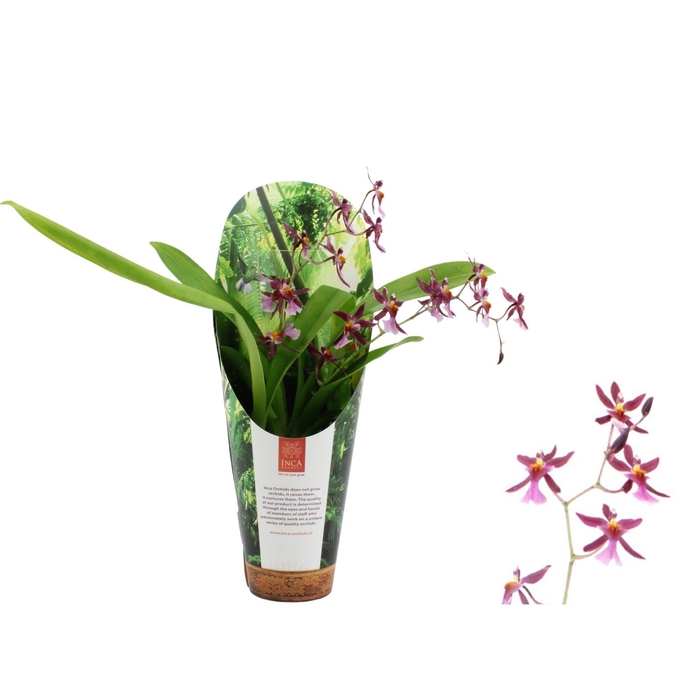 <h4>Inca Oncidium Katarina Zoch 2 spike 9cm in luxury jungle cover</h4>