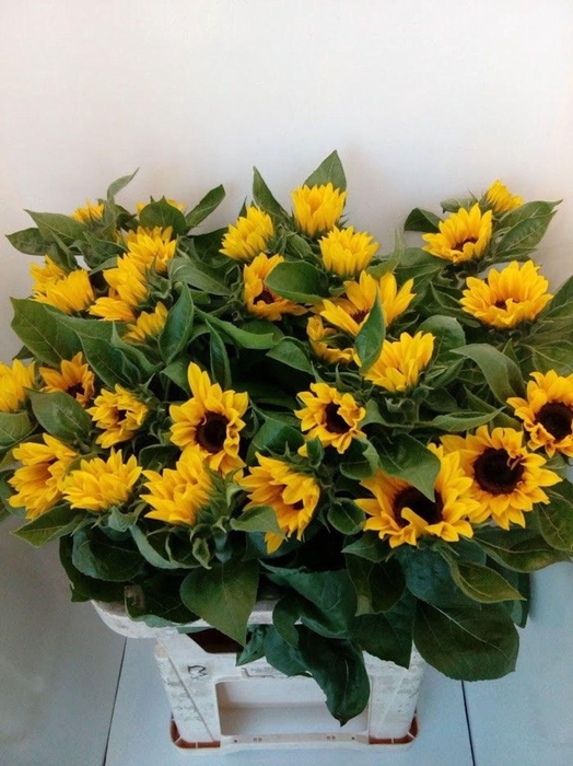 <h4>HELIANTHUS AN. 'SUNRICH ORANGE'</h4>