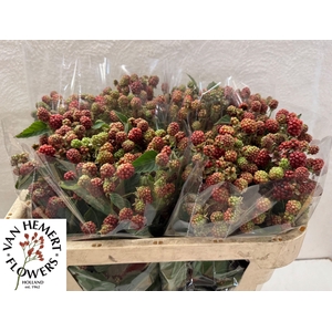 RUBUS FR CHESTER
