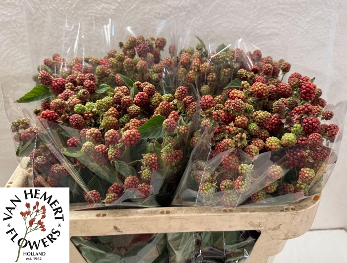 <h4>RUBUS FR CHESTER</h4>