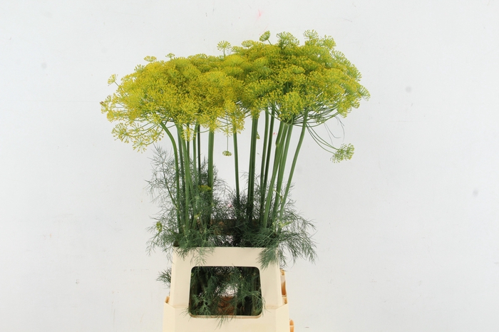 <h4>ANET GRAVEOLENS XL</h4>