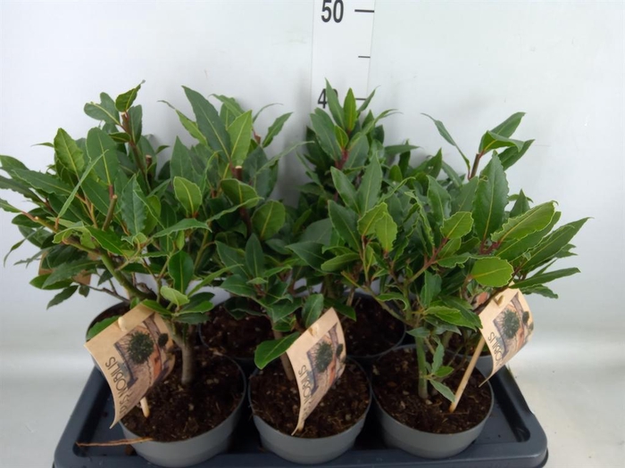 <h4>Laurus nobilis</h4>