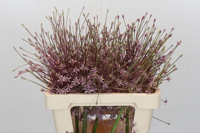 <h4>Allium Schubertii</h4>