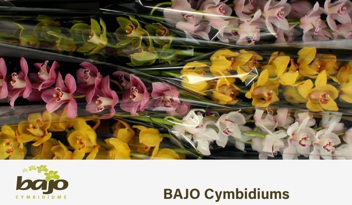 <h4>CYMB T GEM</h4>