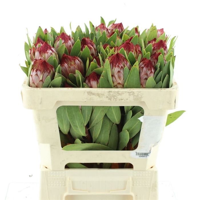<h4>Protea Robijn</h4>