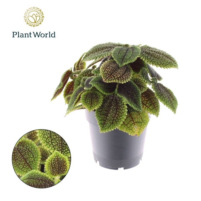 <h4>Pilea peperomoides</h4>