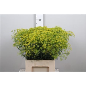 Anet Graveolens