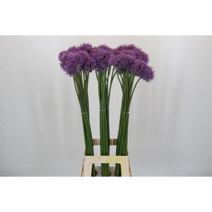 Allium Gladiator