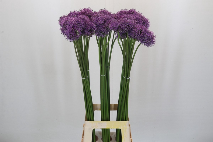 Allium Gladiator