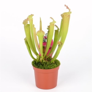 Sarracenia farnhamii hybride