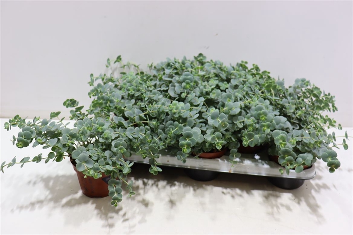 Sedum Sieboldii