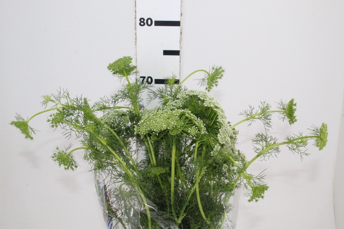 <h4>AMMI MAJUS VISNAGA CASABLANCA 070 CM</h4>