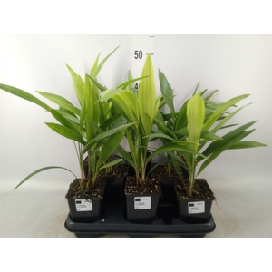 Trachycarpus fortunei