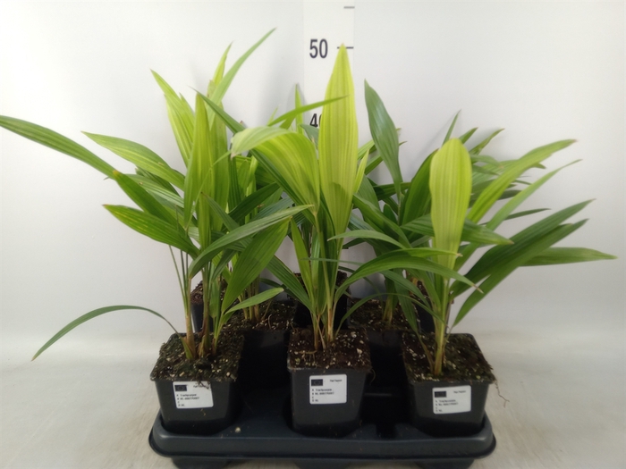 <h4>Trachycarpus fortunei</h4>