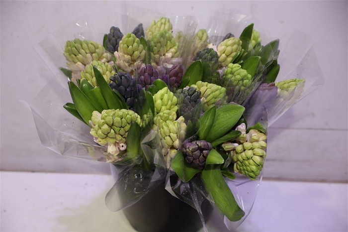 <h4>Hyac Gem 4 Kleuren</h4>