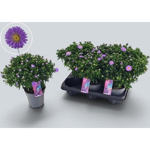 ASTER D AL PURPLE RO