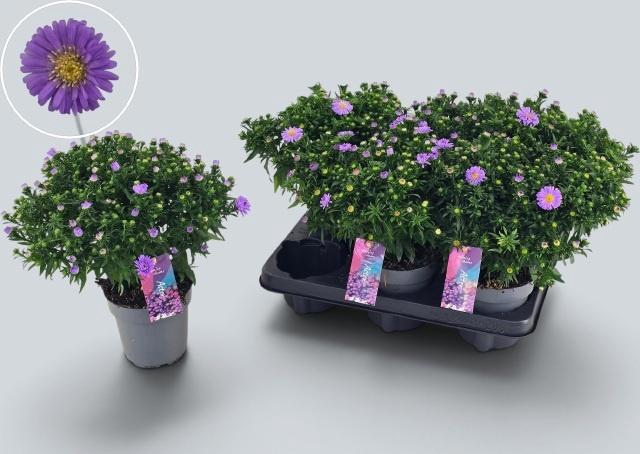 <h4>ASTER D AL PURPLE RO</h4>