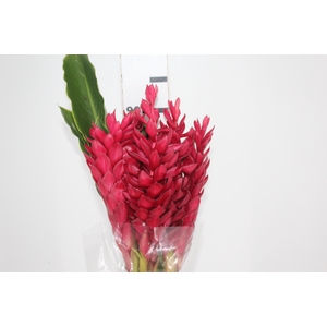 ALPINIA PURPURATA VERMELHA