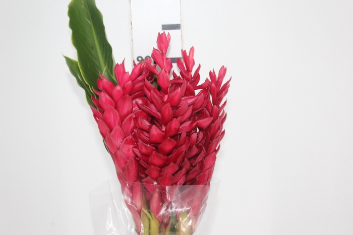 ALPINIA PURPURATA VERMELHA