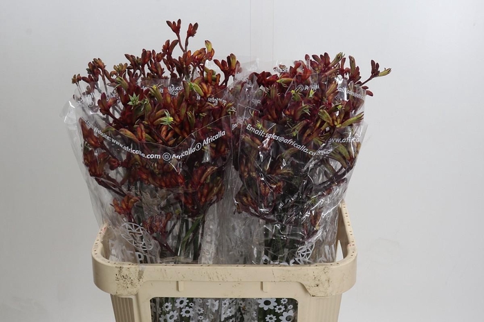 <h4>Anigozanthos Early Spring Indoor</h4>