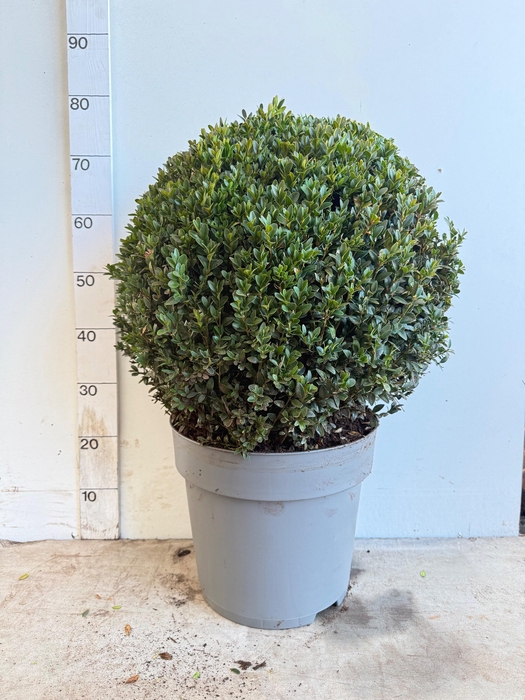 <h4>BUXU SEMPERVIRENS</h4>